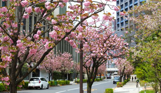 千代田区最後の桜 紀尾井町通りの八重桜