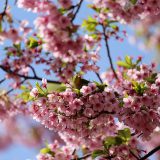 千鳥ヶ淵緑道の開花状況