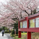 国立劇場前庭の桜