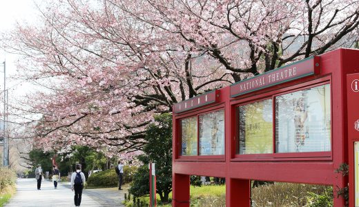 国立劇場前庭の桜