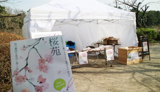 千鳥ヶ淵公園の桜