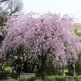 紀尾井町の桜いろいろ