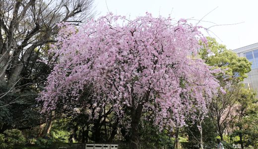 紀尾井町の桜いろいろ
