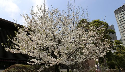 国立劇場前庭 小松乙女と駿河桜
