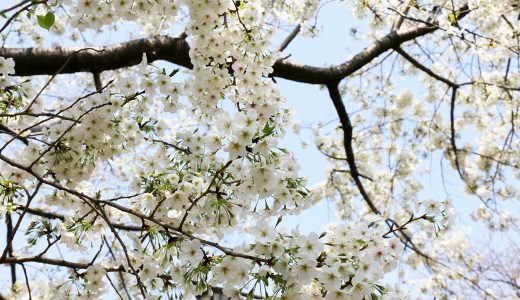 千鳥ヶ淵の桜いろいろ