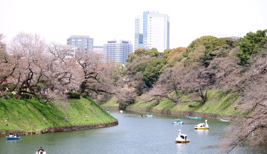 千鳥ヶ淵緑道　2～3分咲