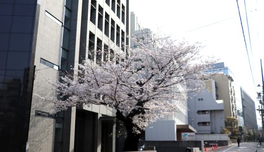 麹町出張所前のソメイヨシノ
