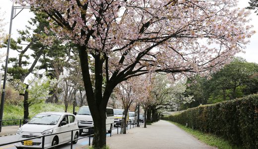 代官町通りのヨウコウ