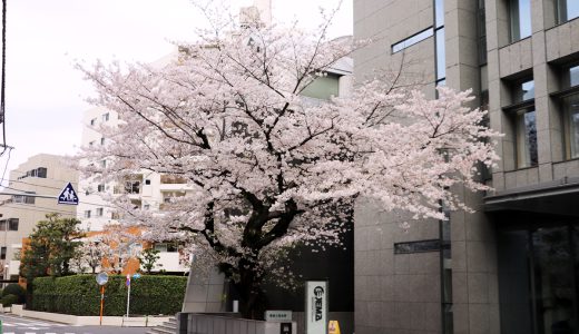 麹町出張所周辺の桜　今朝は？
