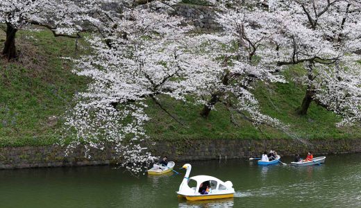 雨でも桜は咲きます❣千鳥ヶ淵緑道