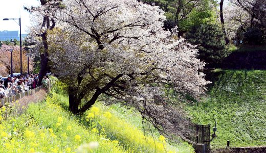 千鳥ヶ淵公園も満開です❣