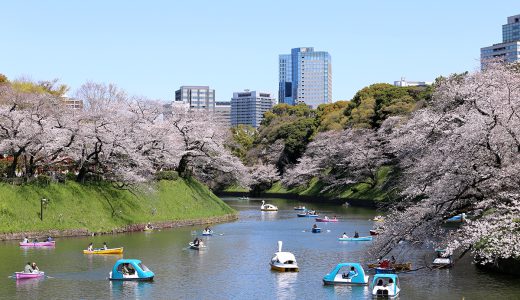 満開の千鳥ヶ淵