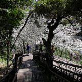紀尾井町は八重桜だけじゃない❣