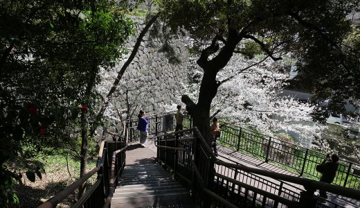紀尾井町は八重桜だけじゃない❣
