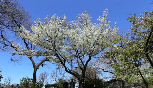 国会前庭の桜🌸発見が多い庭園です。