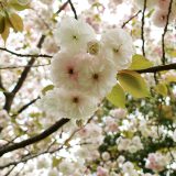 紀尾井町八重桜 PART.1　ガーデンテラス