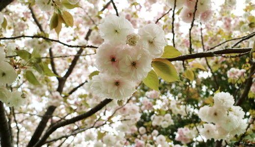 紀尾井町八重桜 PART.1　ガーデンテラス