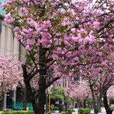 紀尾井町八重桜PART.2　紀尾井町通り