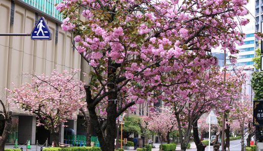 紀尾井町八重桜PART.2　紀尾井町通り