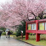 国立劇場前庭の神代曙