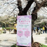 半蔵門濠 さくらフェス