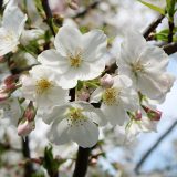 国立劇場前庭 百花繚乱