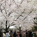 千鳥ヶ淵のソメイヨシノ