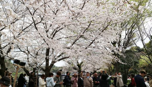 千鳥ヶ淵のソメイヨシノ