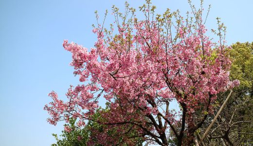 国会前庭の珍しい桜