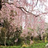 紀尾井町 和庭園とアートな庭