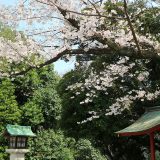 パワースポット日枝神社