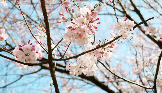 千鳥ヶ淵公園 舞姫と紅枝垂れ
