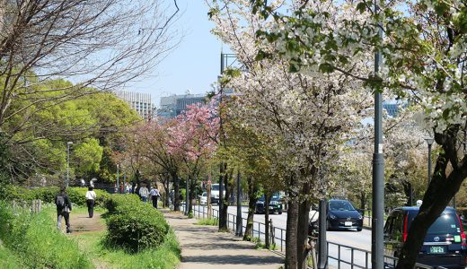 代官町通りの山桜