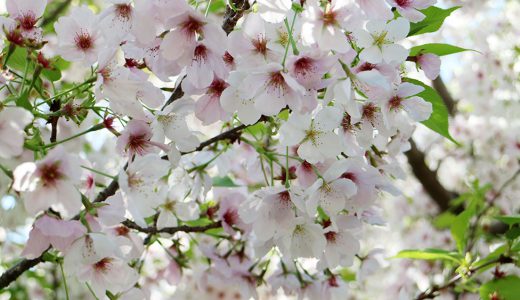 国立劇場 遅咲きの桜たち