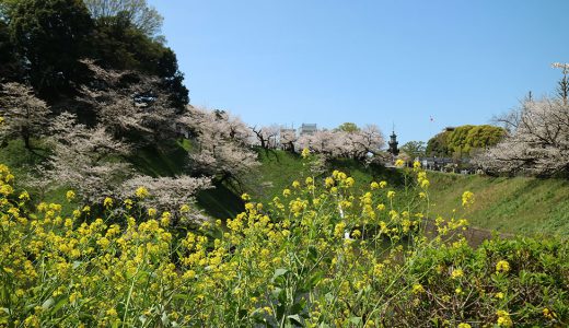 🌸満開の千鳥ヶ淵