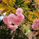 日枝神社 天の川と関山