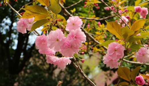 下のソーシャルリンクからフォロー