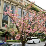 千代田区で最後に咲く桜